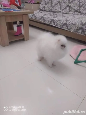 pomeranian alb minitoy - imagine 3