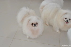pomeranian alb minitoy - imagine 5