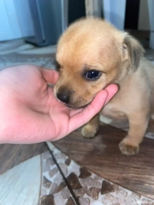 Donez puiuți de staffordshire terrier