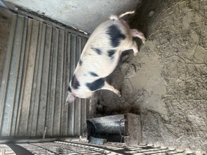 Vând 2 purcele.                        - imagine 2