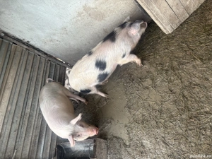 Vând 2 purcele.                        - imagine 4