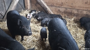 purcei vietnamezi - imagine 2