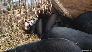 purcei vietnamezi - imagine 4