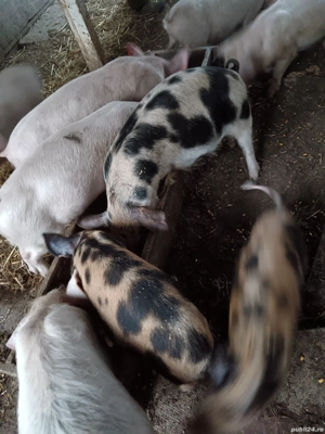 vand soldasani - imagine 2