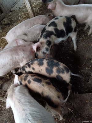 vand soldasani - imagine 5