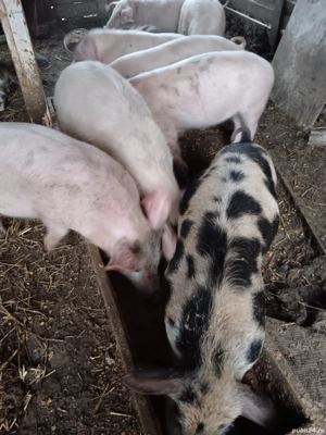 vand soldasani - imagine 4