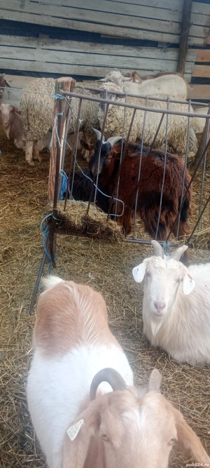 De vânzare capre gestante 