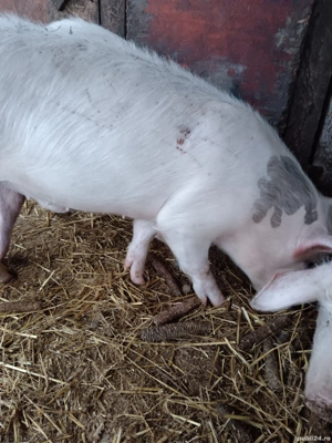 vand porci - imagine 5