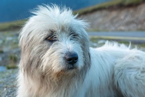 Ciobanesc Mioritic femela 10 luni 