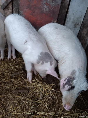 vand porci - imagine 4