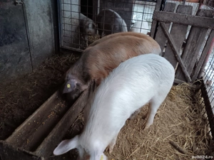 vand porci - imagine 2