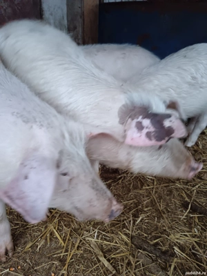 vand porci - imagine 3