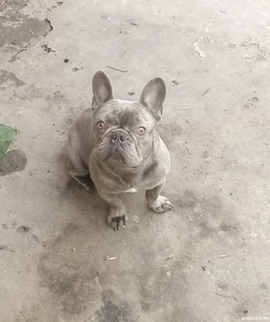Bulldog francez  - imagine 3