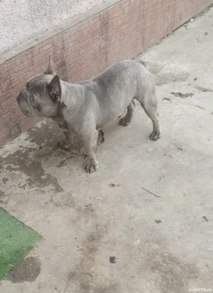 Bulldog francez  - imagine 2