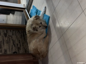 Donez femela maidanez - imagine 3