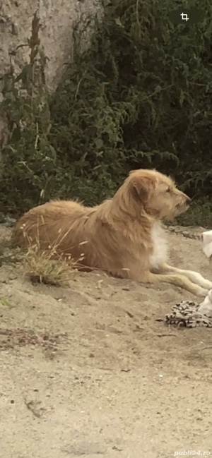 Donez femela maidanez - imagine 2