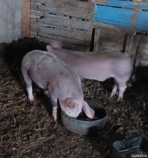 de vânzare o purcică și un porc 60 kg - imagine 2