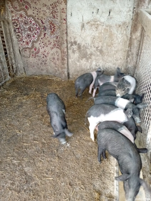 Vând purcei de 7 saptamani - imagine 3