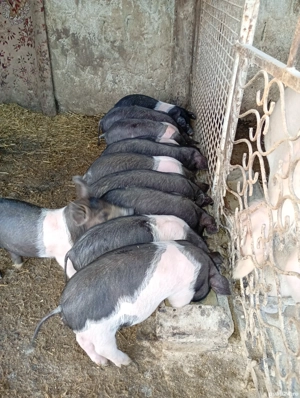 Vând purcei de 7 saptamani - imagine 4