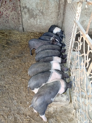 Vând purcei de 7 saptamani - imagine 5