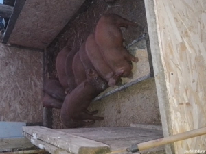 de vanzare 10 grasuni rasa duroc