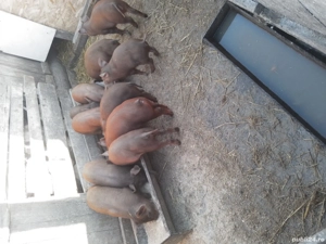 de vanzare 10 grasuni rasa duroc - imagine 2