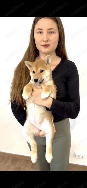 Fetita Shiba Inu