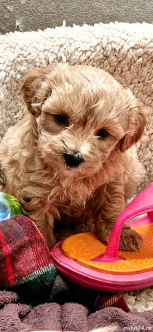 Maltipoo puiuți - imagine 2