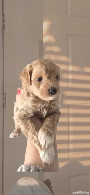 Maltipoo puiuți - imagine 3