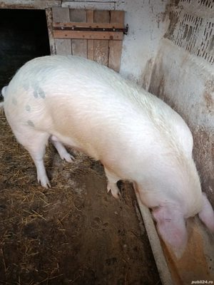 Vând un porc,de carne 