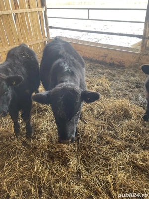 Taurasi Aberdeen Angus - imagine 3