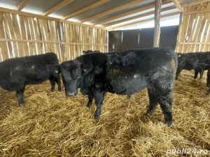 Taurasi Aberdeen Angus - imagine 2