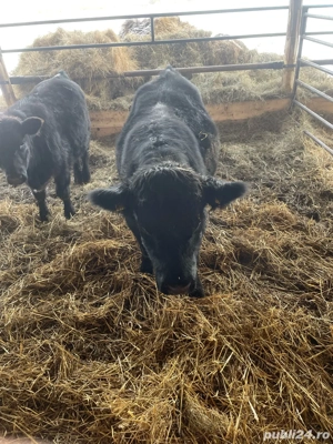 Taurasi Aberdeen Angus - imagine 5