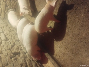 vand purcei landras  - imagine 3