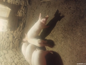 vand purcei landras  - imagine 4