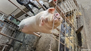 Porc de curte crescut BIO 220 kg - imagine 2