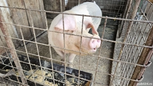 Porc de curte crescut BIO 220 kg - imagine 5