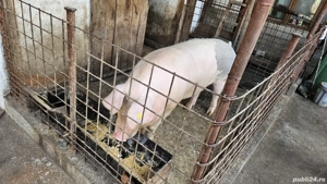 Porc de curte crescut BIO 220 kg - imagine 3