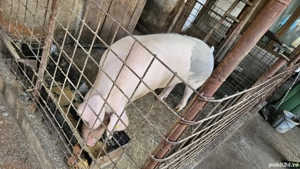 Porc de curte crescut BIO 220 kg - imagine 4