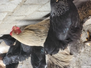 De vânzare găini de țară  - imagine 3