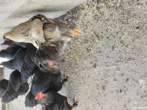 De vânzare găini de țară  - imagine 2