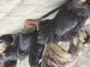 De vânzare găini de țară  - imagine 4