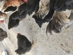 De vânzare găini de țară  - imagine 5