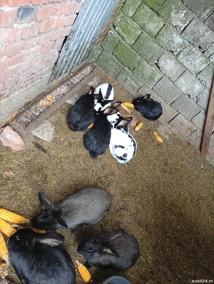 cocsi si iepuri  - imagine 2