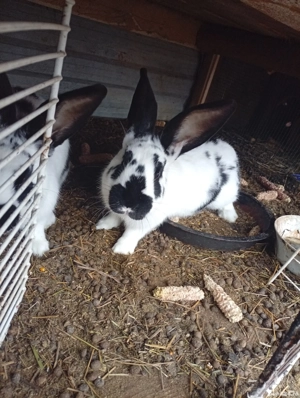 cocsi si iepuri  - imagine 3