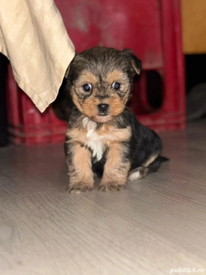 căței yorkshire  - imagine 2