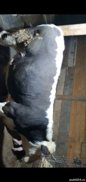 vițel de vanzare 