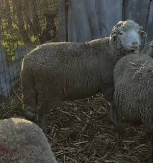 Vand un berbec merinos