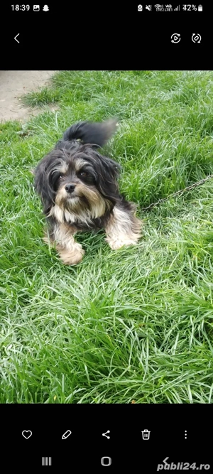 Bișon havanez - imagine 2