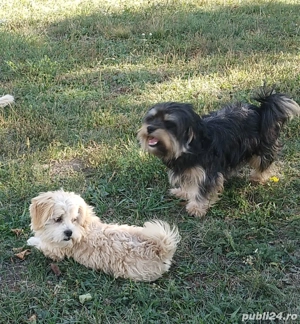 Bișon havanez - imagine 3